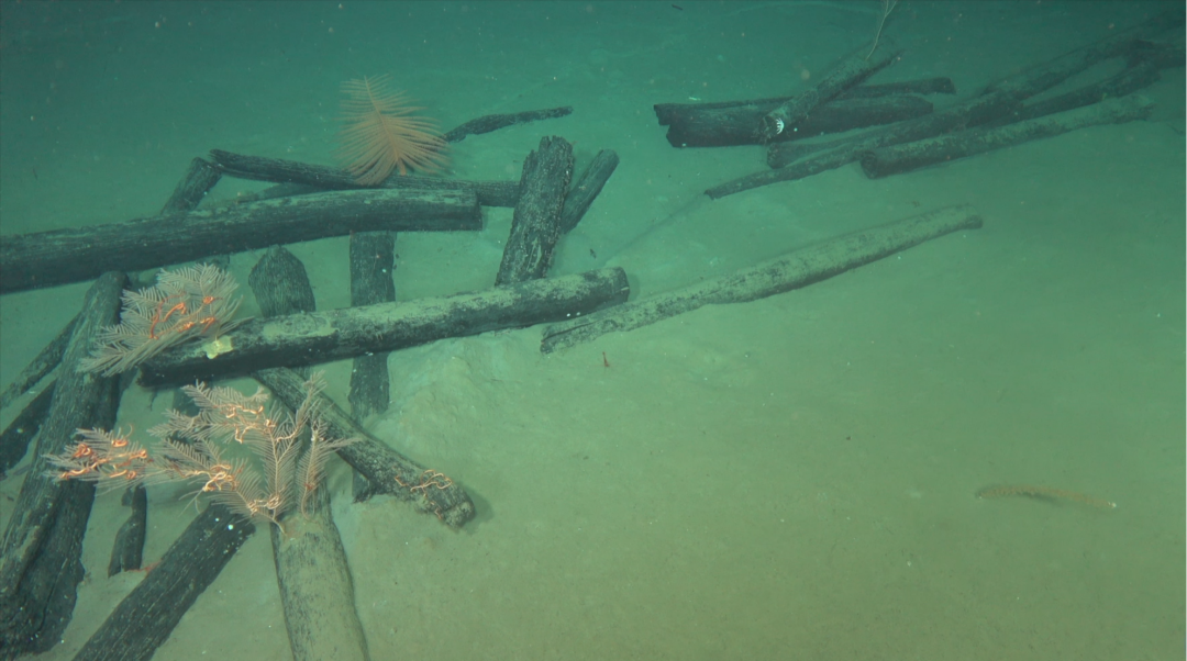 我国深海考古取得重大进展！南海两处沉船遗址考古工作启动