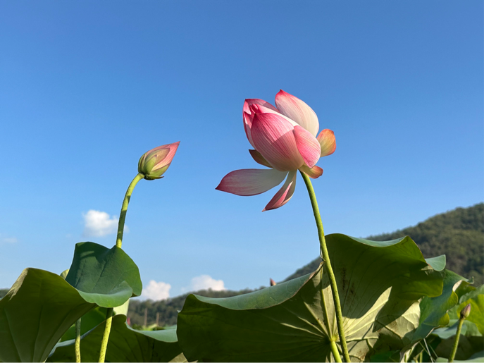 【节气里的大美中国·芒种】云南西盟：心有所期 忙有所获 终有所得