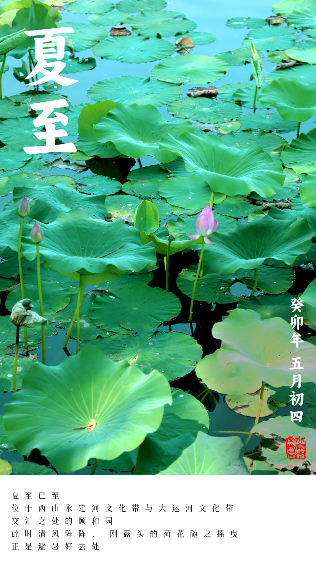 二十四节气之夏至