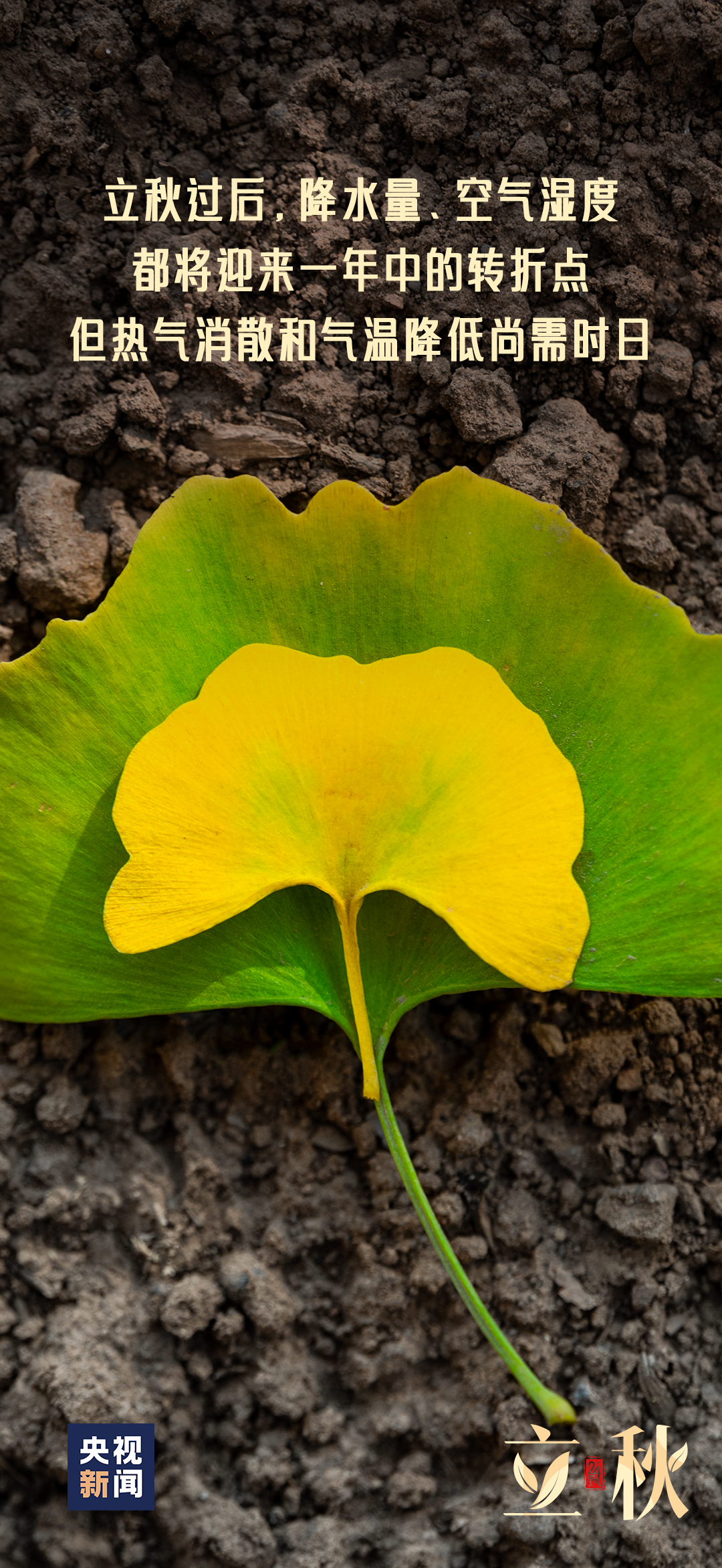 一～叶～知～秋～