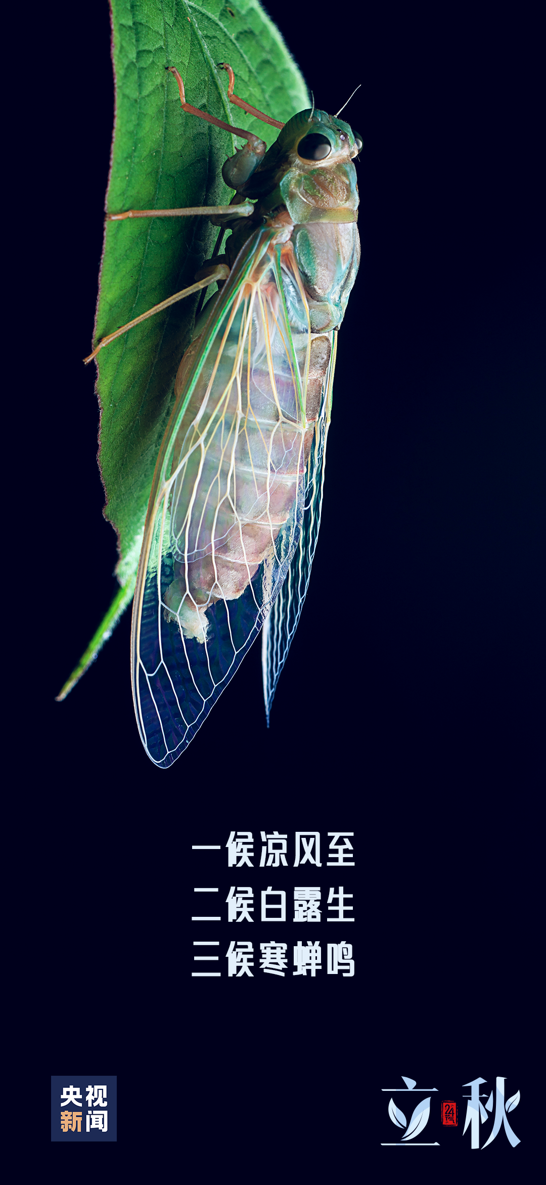 一～叶～知～秋～