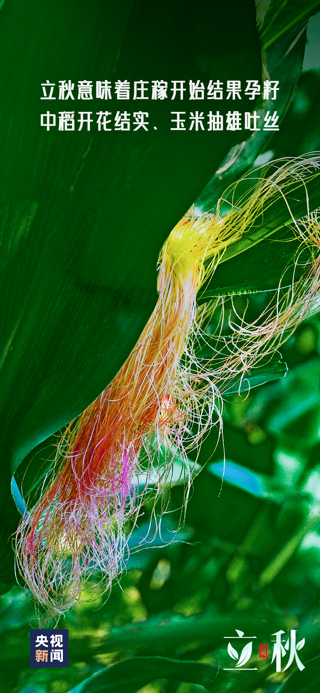 一～叶～知～秋～