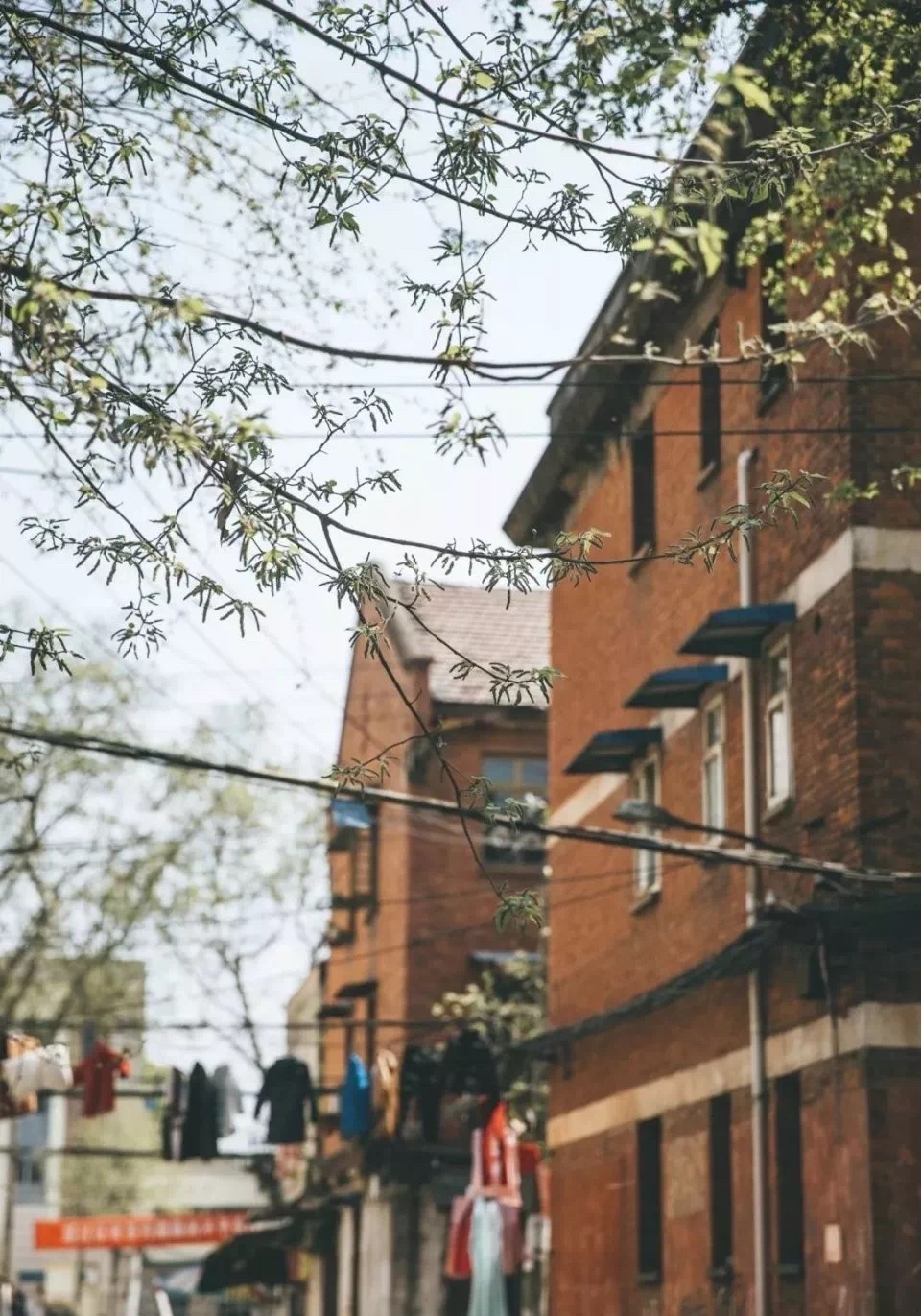 跟着总书记看中国丨知音湖北,长江遇见伏尔加