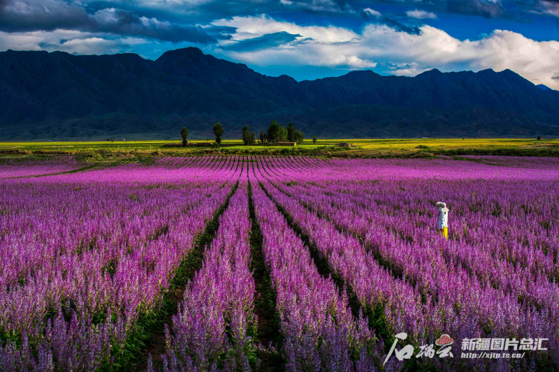 点睛节气丨AI绘大暑