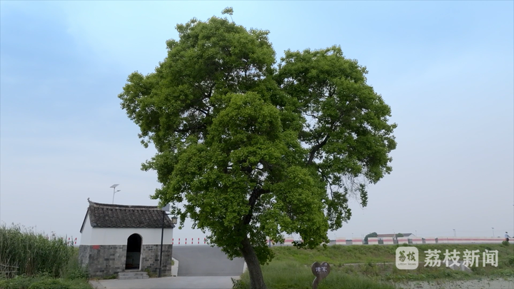 暧暧远人村｜南京溧水诸家村：因渔而生 以旅促兴 700岁的古村落焕发新活力