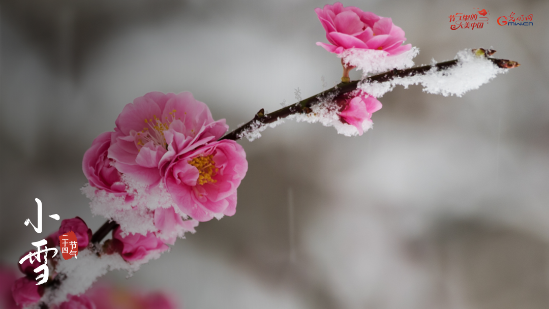 来自小雪的信丨小雪节气：岁末知寒 等天地飞花