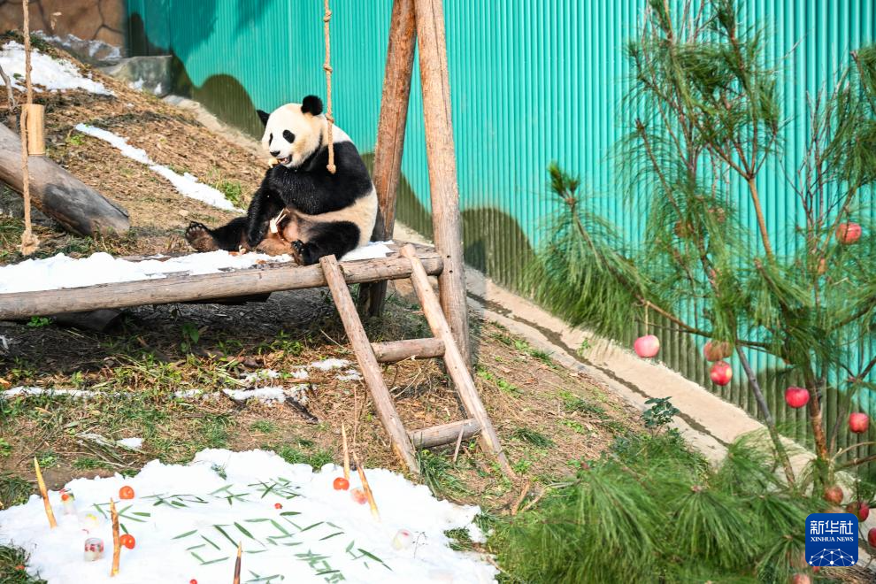 重庆永川：新年第一天 熊猫庆“落户”