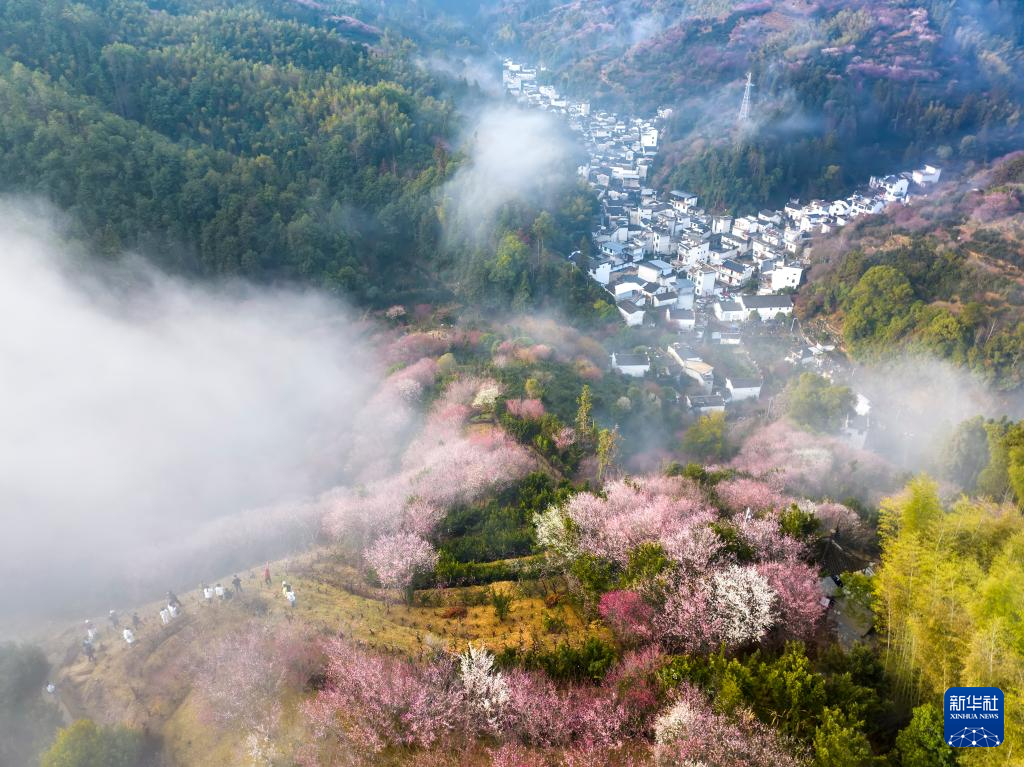 安徽黄山：卖花渔村梅花开