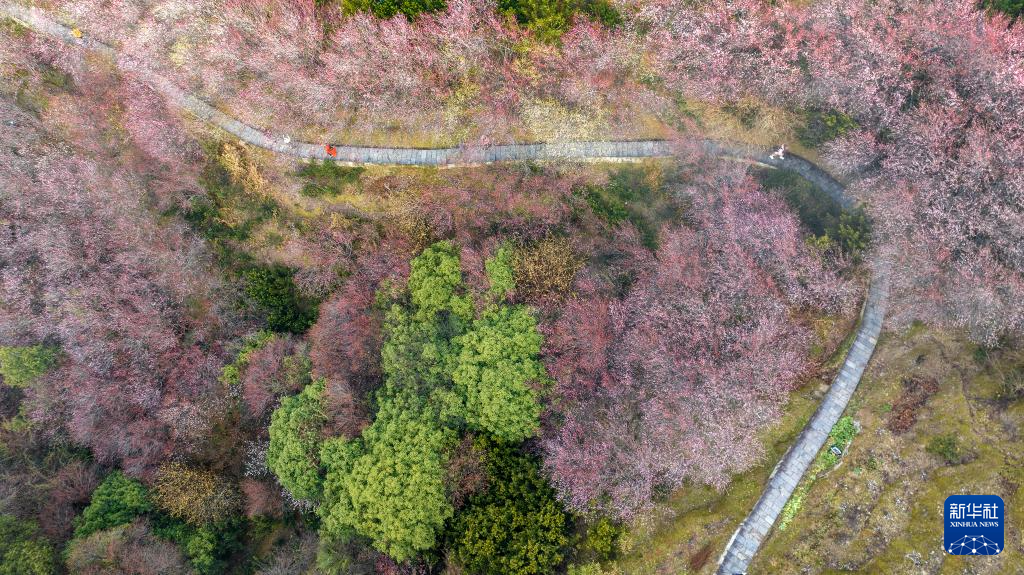 安徽黄山：卖花渔村梅花开