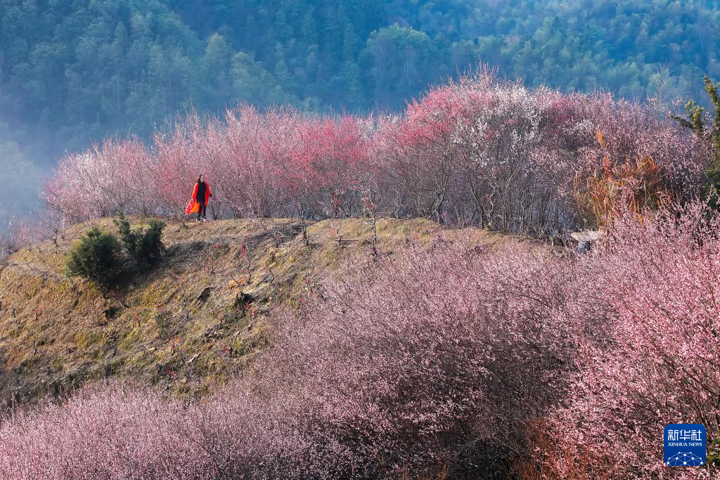 安徽黄山：卖花渔村梅花开