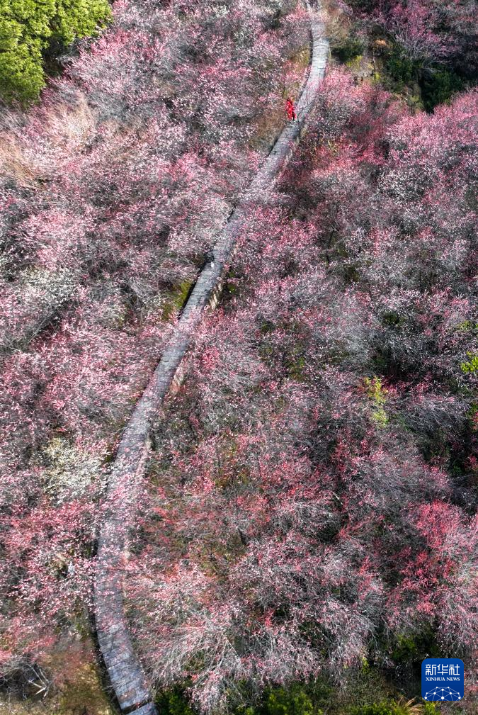 安徽黄山：卖花渔村梅花开