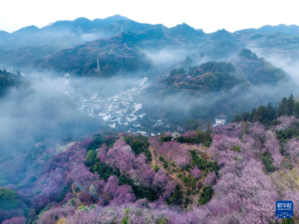 安徽黄山：卖花渔村梅花开