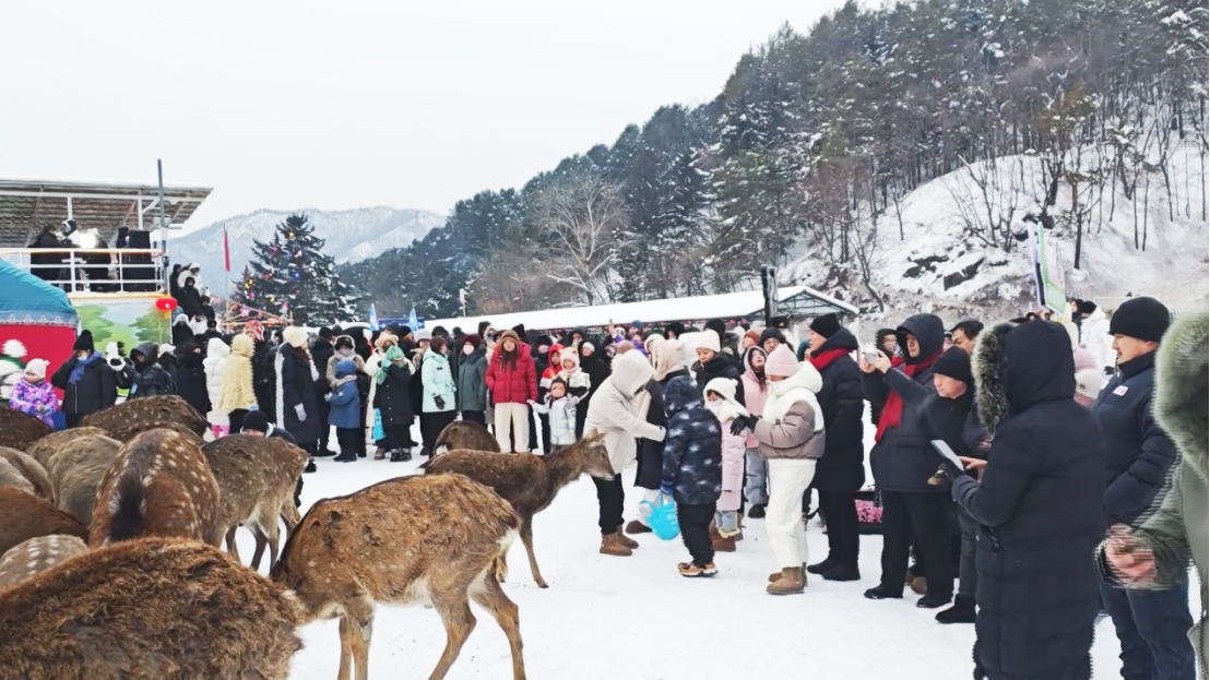 冰雪伊春真热！森林冰雪线上搜索量暴涨821%