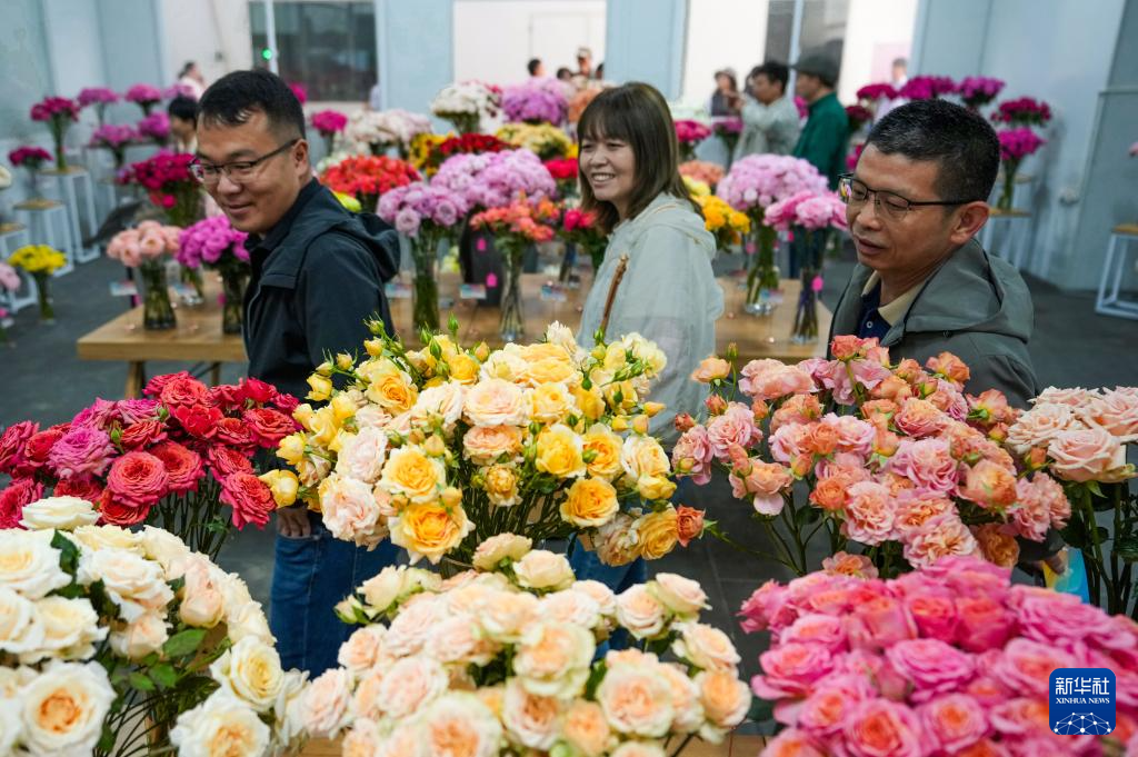 新华全媒+丨千余个“中国风”月季切花新品种在云南集中推出
