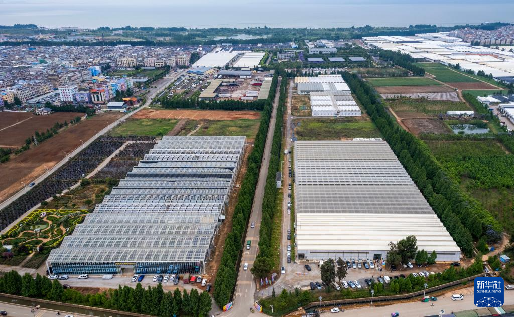 新华全媒+丨千余个“中国风”月季切花新品种在云南集中推出