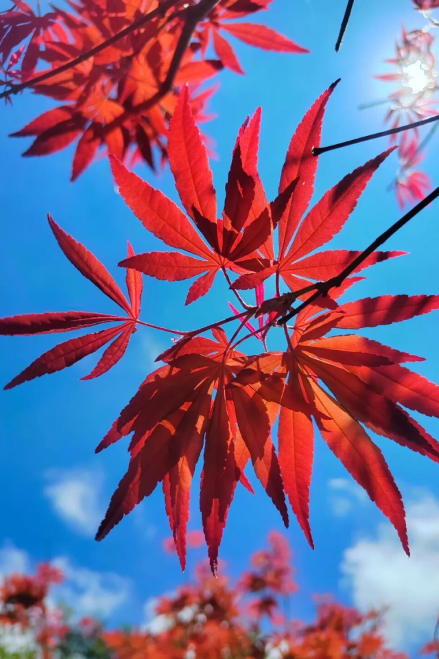 文化中国行·寒露 | 枫艳菊黄岭南秋，蔗熟姜香岁物收