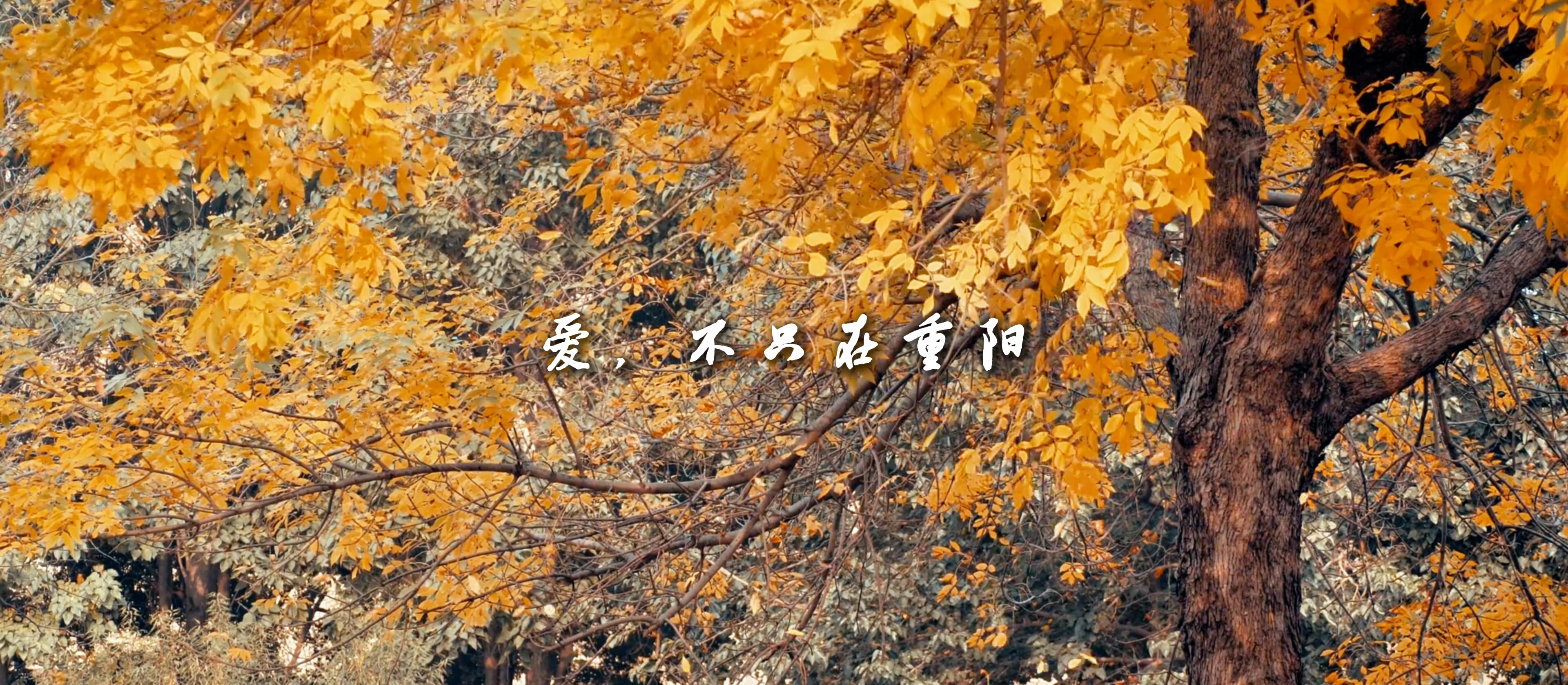 【网络中国节】微视频丨爱的回响 【网络中国节】微视频丨爱的回响