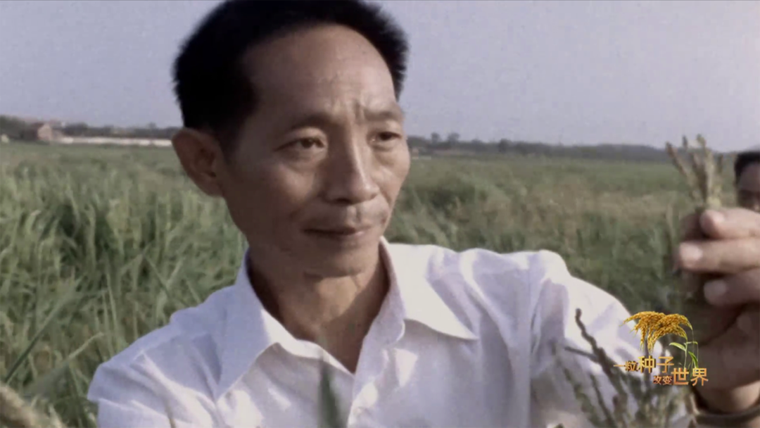 稻浪千里 禾下苍穹｜纪录片《一粒种子改变世界》即将播出