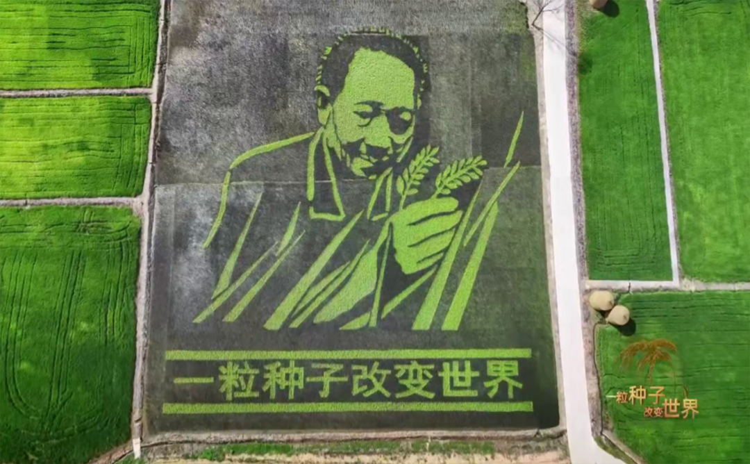 稻浪千里 禾下苍穹｜纪录片《一粒种子改变世界》即将播出