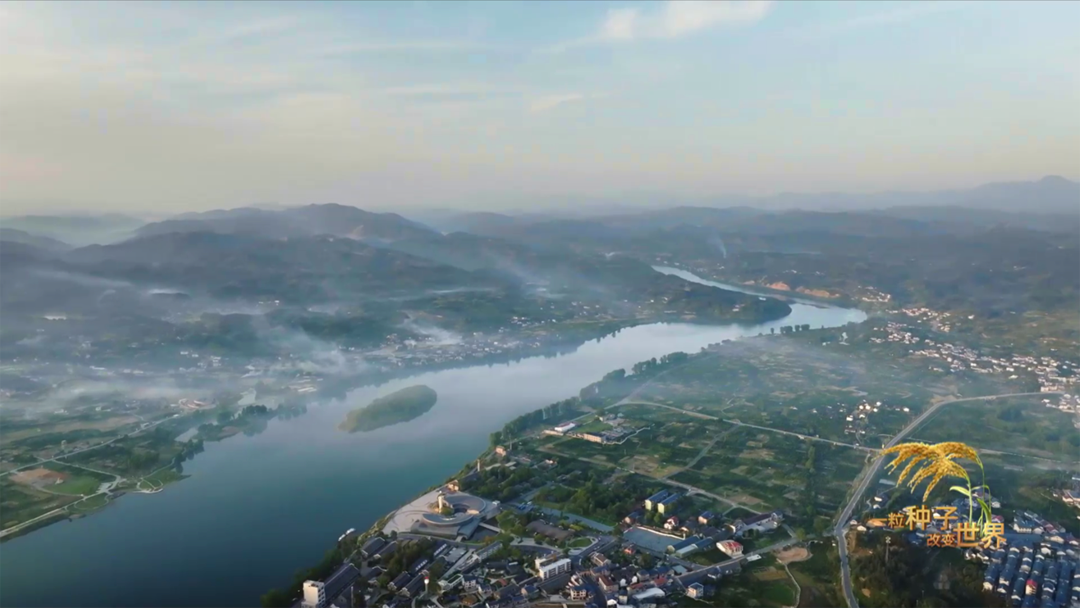 稻浪千里 禾下苍穹｜纪录片《一粒种子改变世界》即将播出