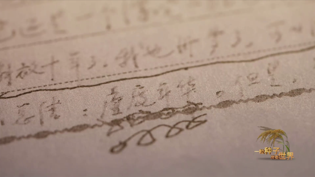 稻浪千里 禾下苍穹｜纪录片《一粒种子改变世界》即将播出