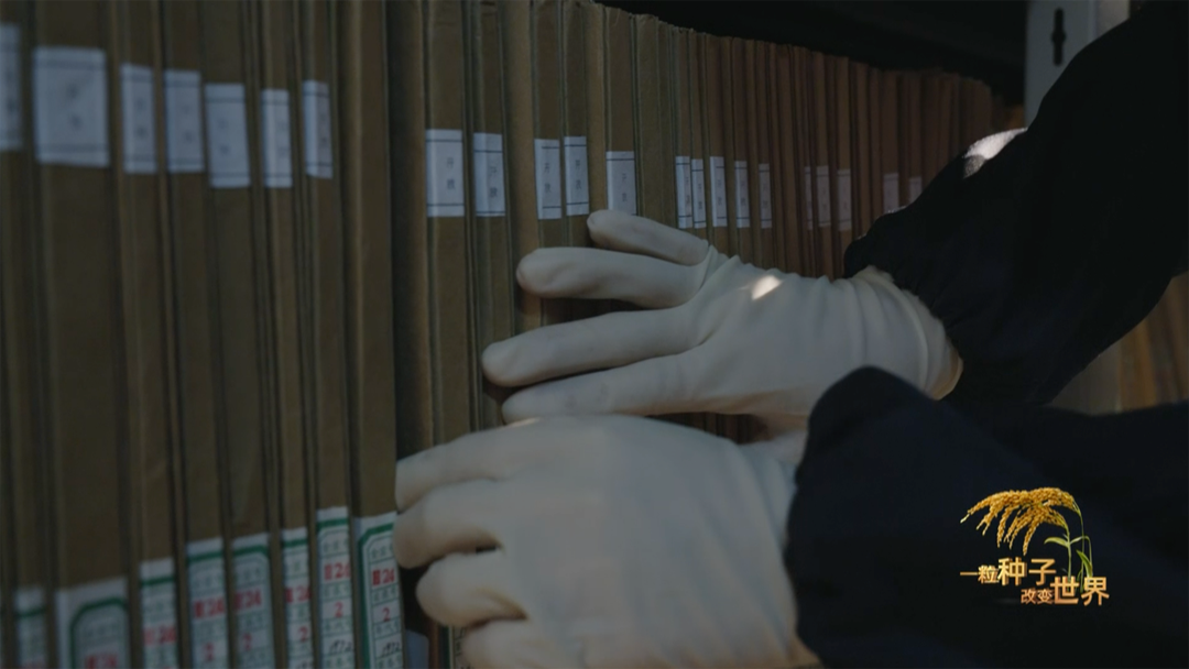 稻浪千里 禾下苍穹｜纪录片《一粒种子改变世界》即将播出