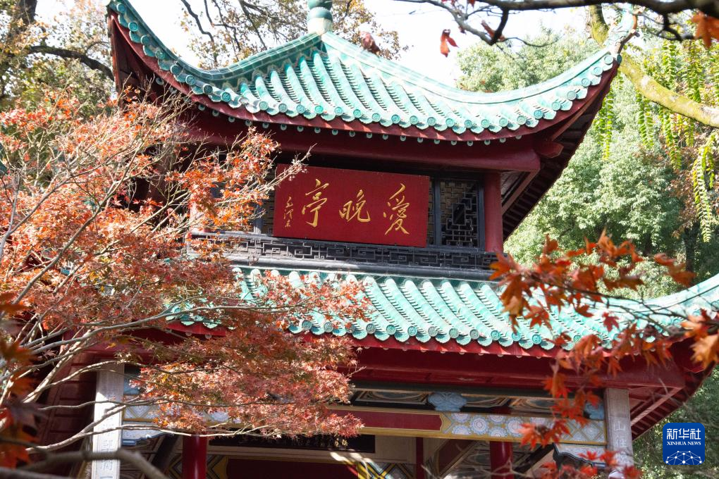 枫叶扮靓爱晚亭