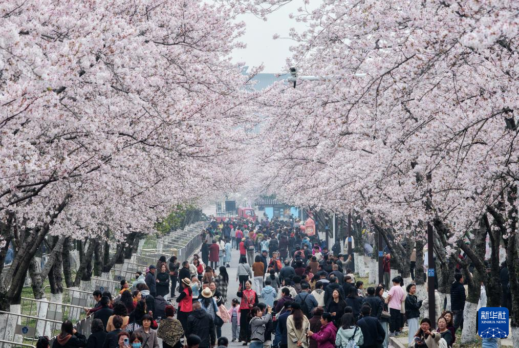 春色如许 莫负花期