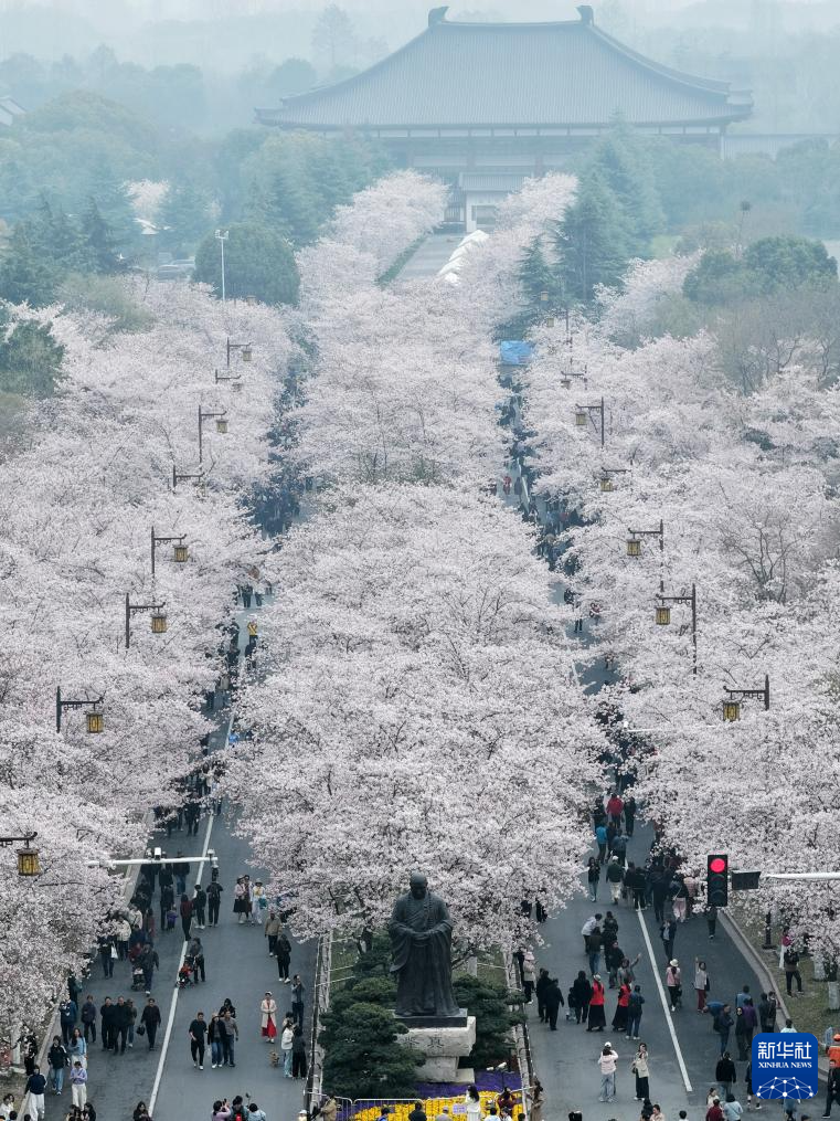 春色如许 莫负花期