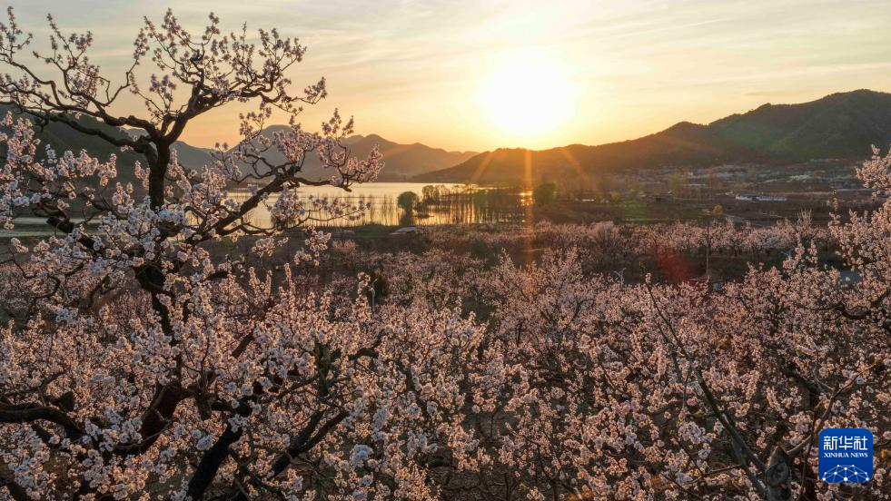 春色如许 莫负花期