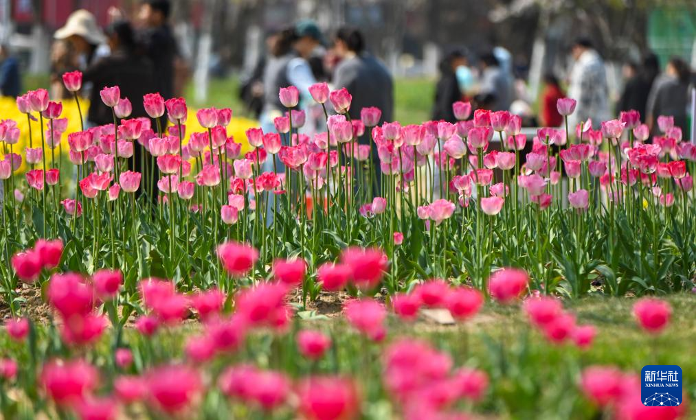 春色如许 莫负花期