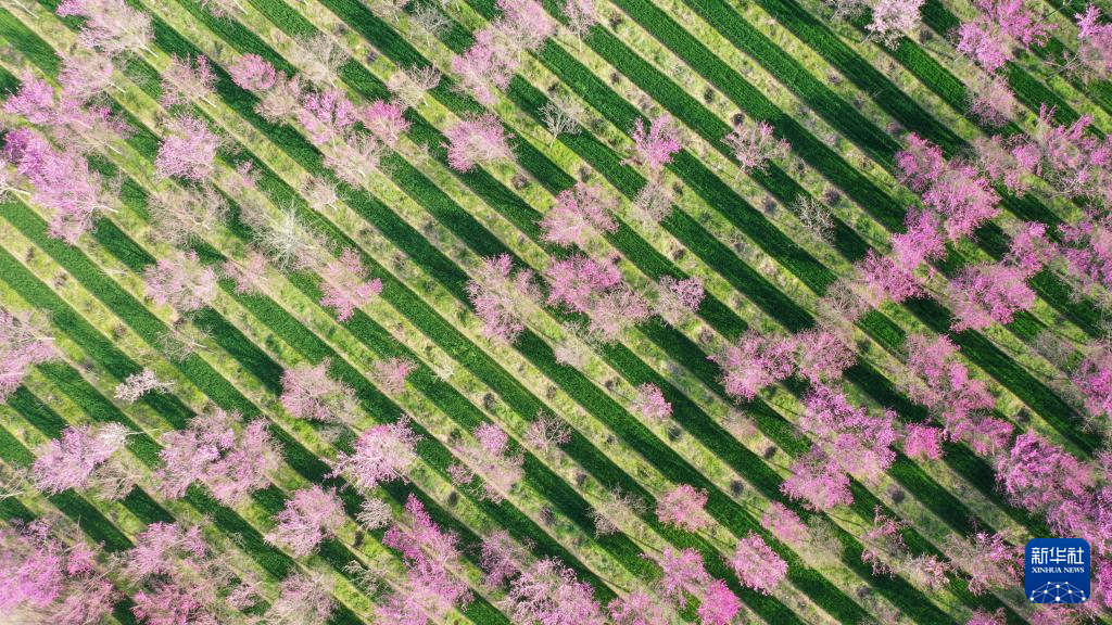 春色如许 莫负花期