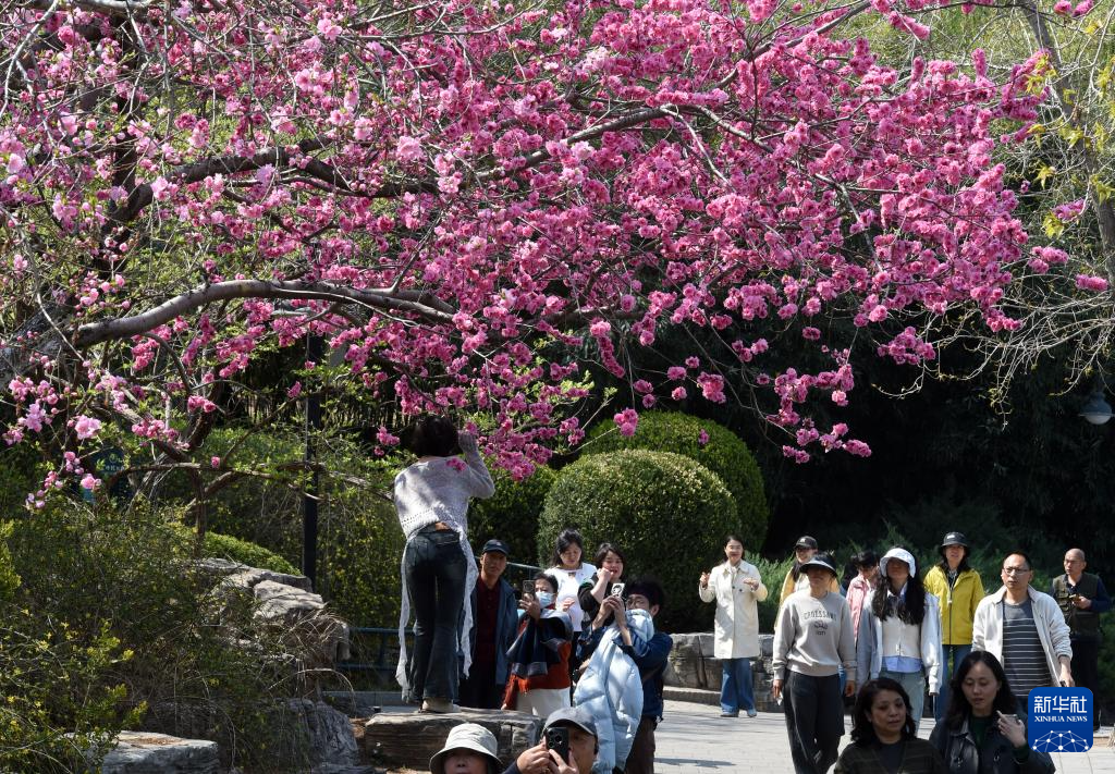 春色如许 莫负花期