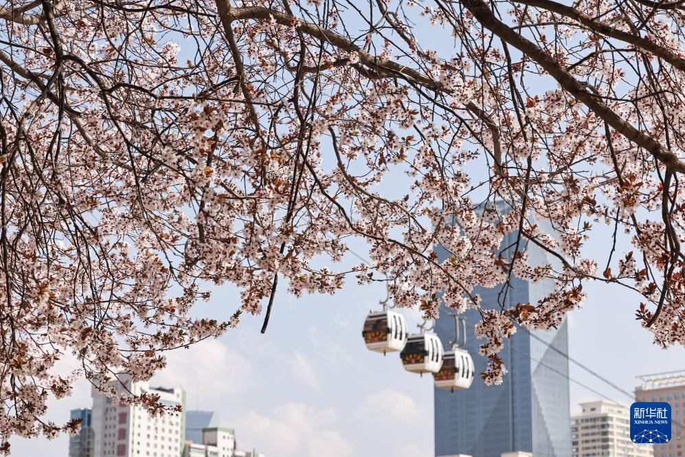 春色如许 莫负花期