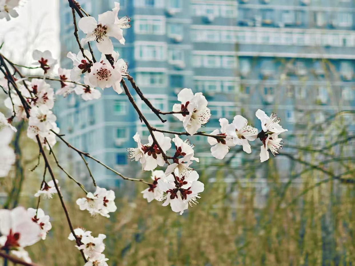 【网络中国节】春假遇上清明：送您一张春日出行“地图”