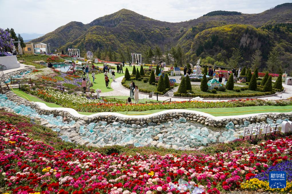 山东淄博:繁花绽放激活春日“赏花经济”