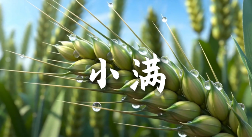 小满——小得盈满，清欢自足