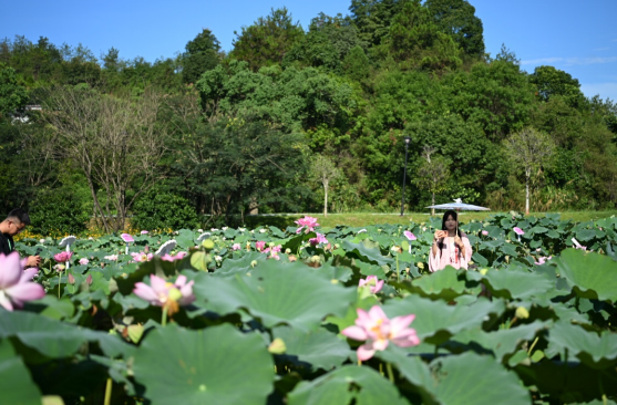 上天育种、下地生莲 广昌莲种种出全国八成白莲