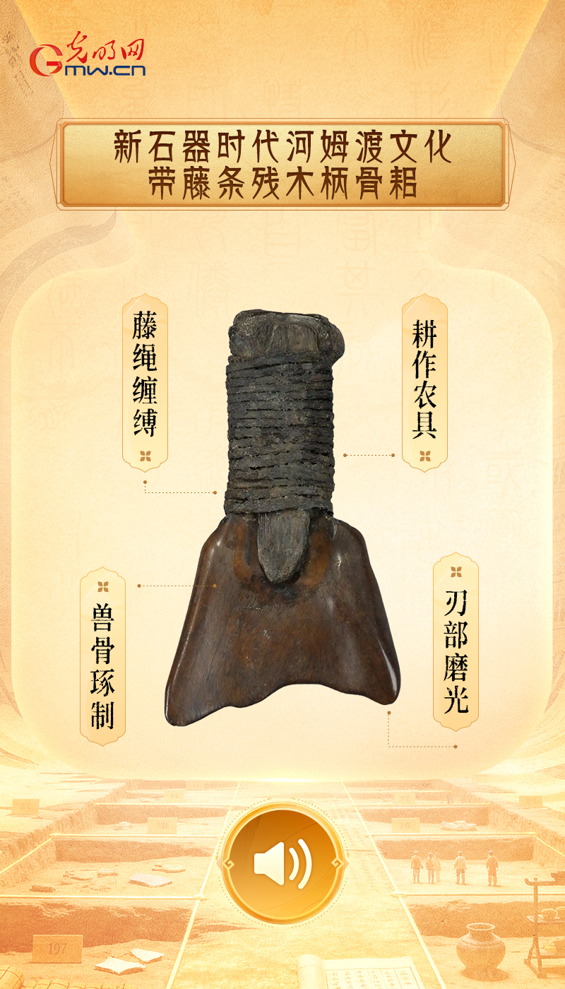 “文物会说话”有声海报|一把骨耜,藏着七千年前的稻作密码 新石器时代河姆渡文化带藤条残木柄骨耜